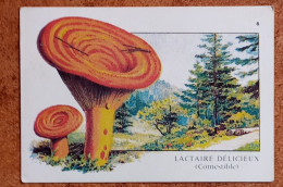 Calendrier De Poche Champignon. Lactaire Délicieux - Petit Format : 1981-90