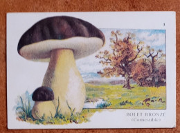 Calendrier De Poche Champignon. Bolet Bronzé - Petit Format : 1981-90