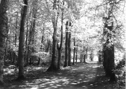 PLOUFRAGAN - Sous-bois - Ed. Franciscaines Missionnaires De Marie - Les Chatelets Sous Bois - Ploufragan