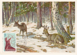 Carte Maximum Roumanie 1781 Chevreuil Deer Chasse Hunting - Maximum Cards & Covers