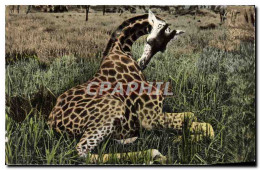 CPM Faune Africaine Jeune Girafe Femelle Au Repos  - Jirafas