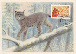 Carte Maximum Roumanie 1782 Lynx  Chasse Hunting - Maximumkarten (MC)