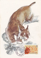 Carte Maximum Roumanie 1782 Lynx  Chasse Hunting - Maximumkarten (MC)