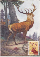 Carte Maximum Roumanie 1785 Cerf Deer Chassehunting - Maximum Cards & Covers