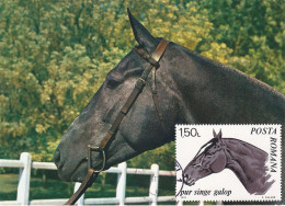 Carte Maximum Roumanie 2575 Cheval Horse - Maximum Cards & Covers