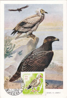 Carte Maximum Roumanie 2281 Oiseau Bird Percnoptere Vulture Rapace - Maximum Cards & Covers