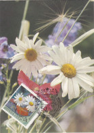 Carte Maximum Russie Russia Fleur Flower 3665 Camomille Chamomile - Cartes Maximum