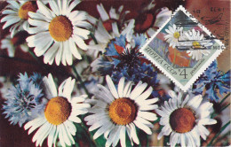 Carte Maximum Russie Russia Fleur Flower 3665 Camomille Chamomile - Tarjetas Máxima