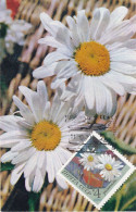 Carte Maximum Russie Russia Fleur Flower 3665 Camomille Chamomile - Cartoline Maximum