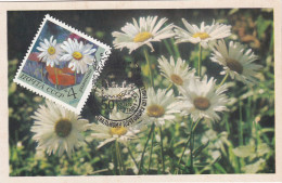 Carte Maximum Russie Russia Fleur Flower 3665 Camomille Chamomile - Maximumkaarten