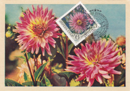 Carte Maximum Russie Russia Fleur Flower 3666 Dahlia - Maximum Cards