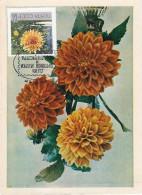 Carte Maximum Russie Russia Fleur Flower 3490 Dahlia - Cartes Maximum