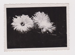 Flowers, Macro Photography, Abstract Surreal Vintage Orig Photo 8.5x6.1cm. (52346) - Voorwerpen