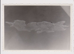 Landscape, Unfocused Scene, Abstract Surreal Vintage Orig Photo 10x6.8cm. (54673) - Oggetti