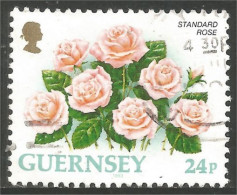468 Guernsey Standard Rose (GUE-84b) - Roses