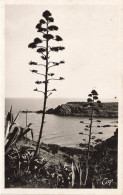 FRANCE - Collioure - Un Coin De La Corniche - Carte Postale Ancienne - Collioure