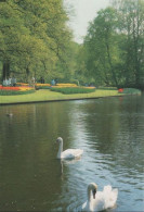 66128 - Niederlande - Lisse - Keukenhof - Ca. 1980 - Lisse