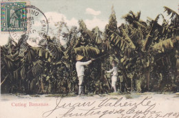 3725	149	Cuba, Cuting Bananas 1908 - Kuba