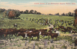 3725	172	Cattle Scene, U.S. Thompson Ranch.  - Autres & Non Classés