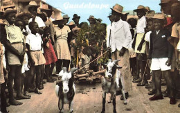 La Guadeloupe - Attelage Rustique - Chèvres - Autres & Non Classés