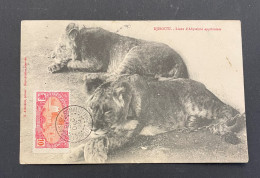 Côtes Françaises Des Somalis CPA Djibouti 1910 Lions D’Abyssinie Apprivoisés - Briefe U. Dokumente