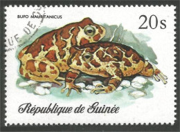 470 Guinee Grenouille Frog Frosch Rana (GUF-113a) - Kikkers