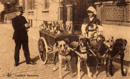 Laitière Flamande . Attelage De Chiens. Contravention. Feuillets Décollés - Vendedores Ambulantes