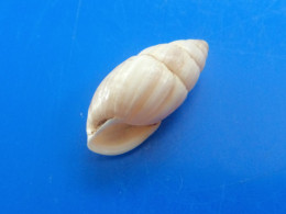 Zebrina Detrita Auvergne 19,2mm F+++ N7 - Seashells & Snail-shells