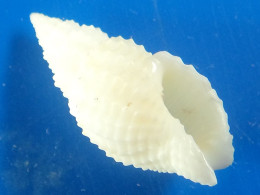 Antillophos Candei Albinos Guadeloupe (Baie Mahaut) 24,3mm F+++ N3 - Seashells & Snail-shells