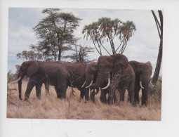 Eléphant - Eléphants Jambo Kenya N°1009 - Elephants