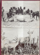 030324 - 2 PHOTOS ANCIENNES ARP DE LORD ZANZIBAR TANZANIE - Antilope Africains Taxidermie Naturalisation Animal - Tanzania