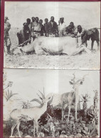 030324 - 2 PHOTOS ANCIENNES ARP DE LORD ZANZIBAR TANZANIE - Antilope Africains Taxidermie Naturalisation Animal - Tansania