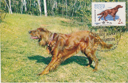 Carte Maximum Russie Russia Chien Dog 2918 Setter - Maximumkaarten