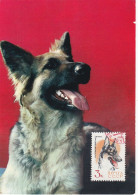 Carte Maximum Russie Russia Chien Dog 2919 Chien Loup - Cartes Maximum