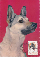 Carte Maximum Russie Russia Chien Dog 2919 Chien Loup - Cartes Maximum