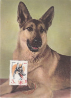 Carte Maximum Russie Russia Chien Dog 2919 Chien Loup - Cartes Maximum