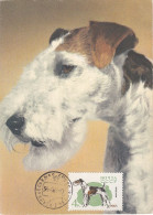 Carte Maximum Russie Russia Chien Dog 2921 Terrier Anglais - Tarjetas Máxima