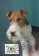 Carte Maximum Russie Russia Chien Dog 2921 Terrier Anglais - Cartoline Maximum