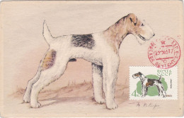 Carte Maximum Russie Russia Chien Dog 2921 Terrier Anglais - Maximumkarten