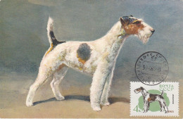 Carte Maximum Russie Russia Chien Dog 2921 Terrier Anglais - Maximumkarten