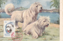 Carte Maximum Russie Russia Chien Dog 2922 Terrier Tibétain - Tarjetas Máxima