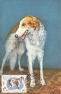 Carte Maximum Russie Russia Chien Dog 2923 Barzoï Lévrier Russe - Cartoline Maximum