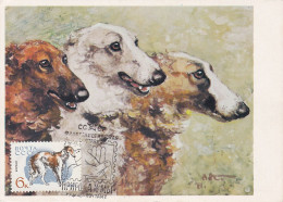 Carte Maximum Russie Russia Chien Dog 2923 Barzoï Lévrier Russe - Maximumkarten