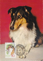 Carte Maximum Russie Russia Chien Dog 2924 Collie - Maximum Cards