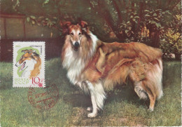 Carte Maximum Russie Russia Chien Dog 2924 Collie - Cartoline Maximum