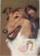 Carte Maximum Russie Russia Chien Dog 2924 Collie - Maximum Cards