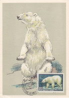 Carte Maximum Russie Russia 1904 Ours Bear - Cartoline Maximum