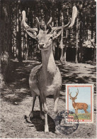 Carte Maximum Russie Russia 1905 Cerf Deer - Cartoline Maximum