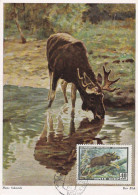 Carte Maximum Russie Russia 1909 élan Moose - Cartoline Maximum