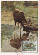 Carte Maximum Russie Russia 1909 élan Moose - Maximumkaarten